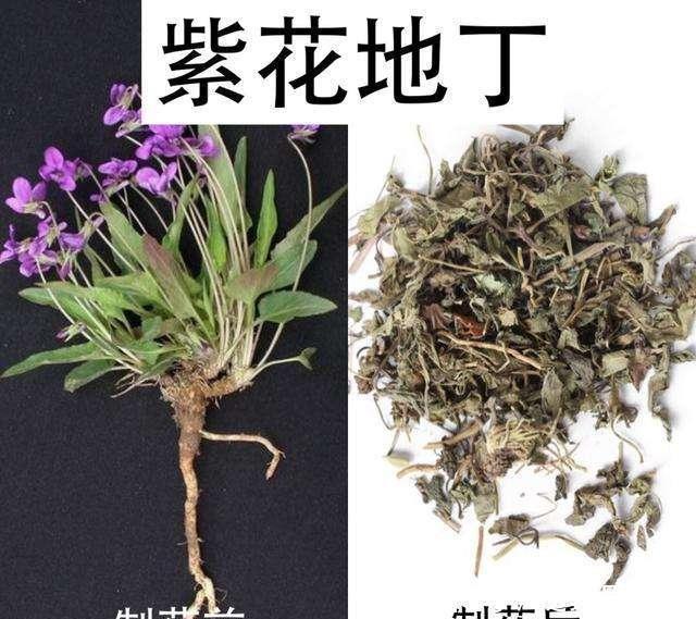  花盆：一种紫“野菜”，比绿萝颜值高，掐一把养花盆，貌似兰花作用强