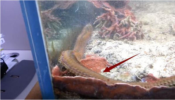 「鱼缸」男子发现鱼缸有异样,蹲守三天后,发现其中隐藏秘密