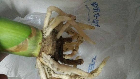  [花钱]养君子兰用个窍门，不花钱也能种出十盆绿油油、开花多的君子兰