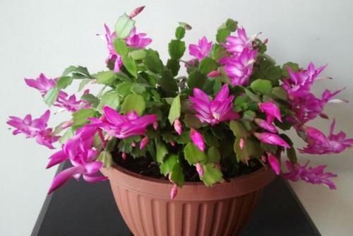  【蟹爪兰】买花，这4种是最佳选择，花量大花型美，放阳台，变成小花园