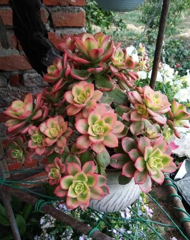  「属多肉植物」推荐八种高颜值多肉，好看又好养