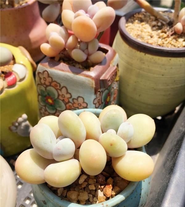  摆放@这9种花花草草，太适合摆放在茶室和书房了！绝配！