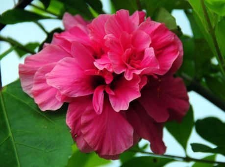 『漂亮』此新型盆栽植物,漂亮不输牡丹花,四季开花,价格便宜,还很好养