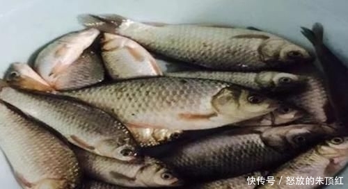 『真心』“香蕉钓鱼法”钓鲫鱼真心不错,基本1斤以上,1根能用一天