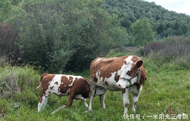 桦皮岭景区，如果只知道是天路的东入口，你就OUT了