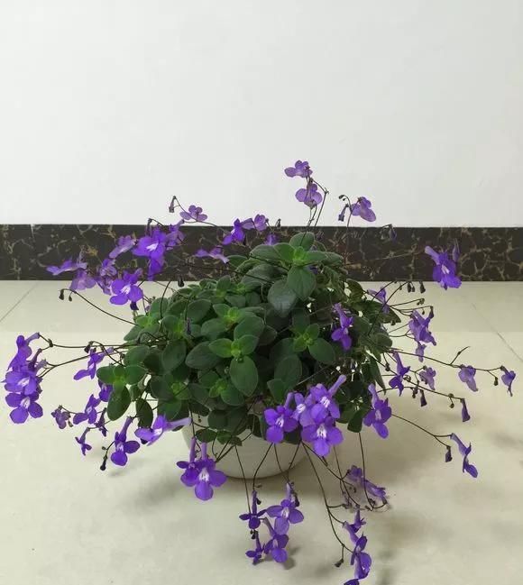  土壤：此花，时养护土壤要保持湿润的状态。