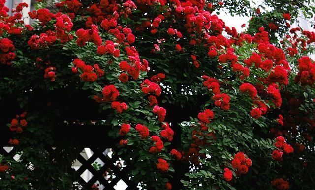  【花开】此花“天下第一香”，比桂花香10倍，花开180天，沾土就活！