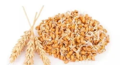  好物■鲤鱼最爱吃什么？野钓多年终于得出答案，五种鲤鱼无法抗拒的好物