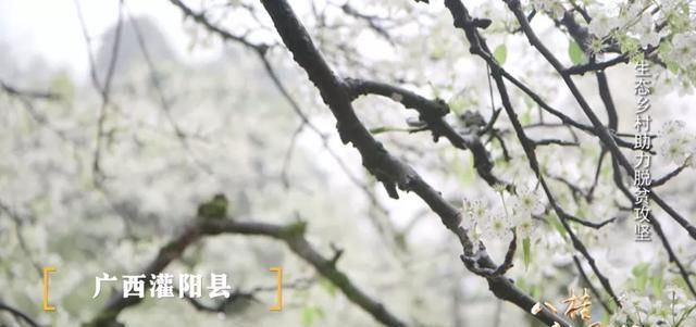 『脱贫攻坚』“三月三”,看广西这些地方的春天故事