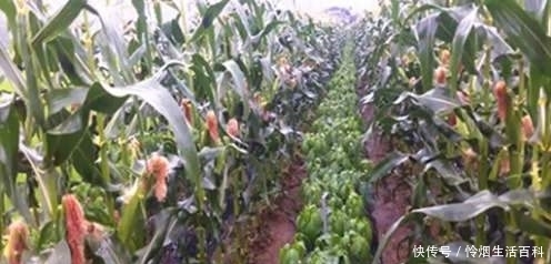 玉米地里可以套种哪些蔬菜，简单而且好管理的，老农说种芸豆角