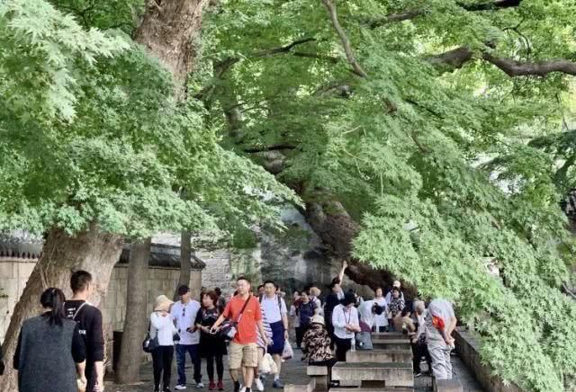 人海了！青岛多个景区进入“高峰模式”！据说，冷空气也要来凑热