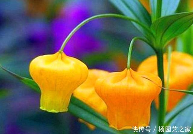  「家里」快过年了，把3种开花像灯笼的花卉种在家里，像张灯结彩一样