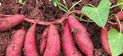  直掉|采购价2毛钱一斤，疼的农民直掉眼泪，往年高价一去不复返