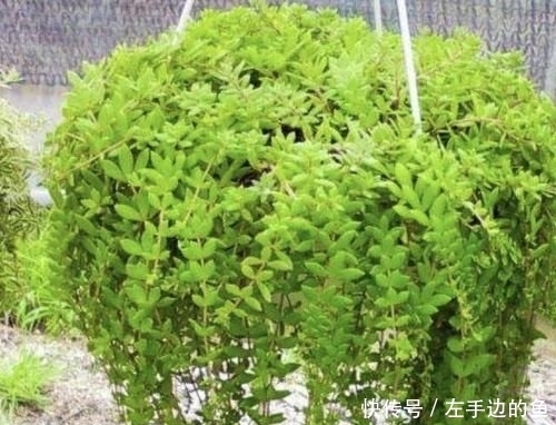 『殊不知』小溪边的“杂草”,殊不知是“多肉”,挖2棵养,2个月变成20棵