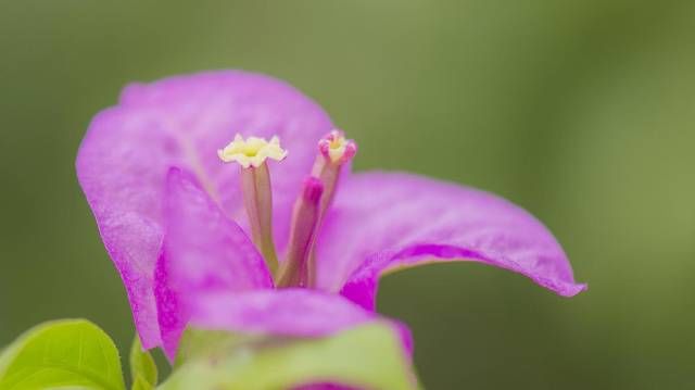  「开花」老花友都养3种花，养护简单不操心，花大色艳能爆盆，值得多养