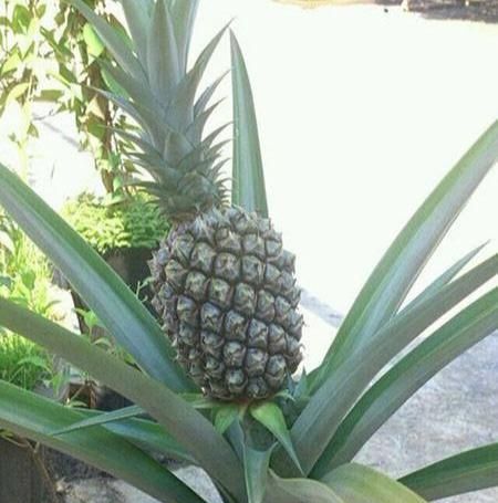  『盆栽水果』吃剩的菠萝头，泡一泡，又结小菠萝，耗费2年，值不值呢