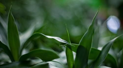  技巧■富贵竹水培有“技巧”，这样做，根系疯长，黄叶不再有！