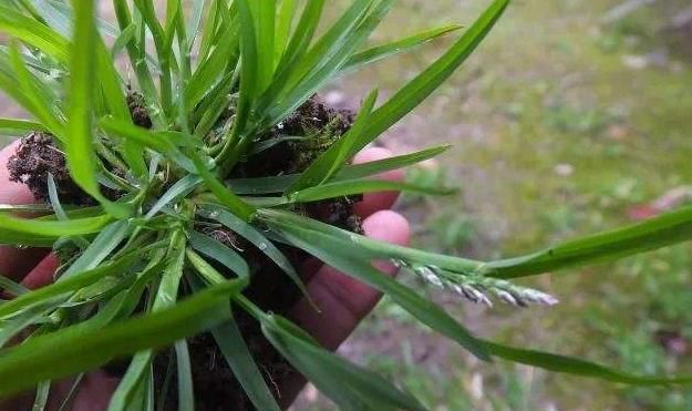  牛筋草|农村一“野草”，长得快惹人烦，农民见到就烦，穷人的“