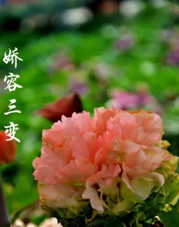  『牡丹』芍药和牡丹的区别图,看懂图就能轻松区分出来!