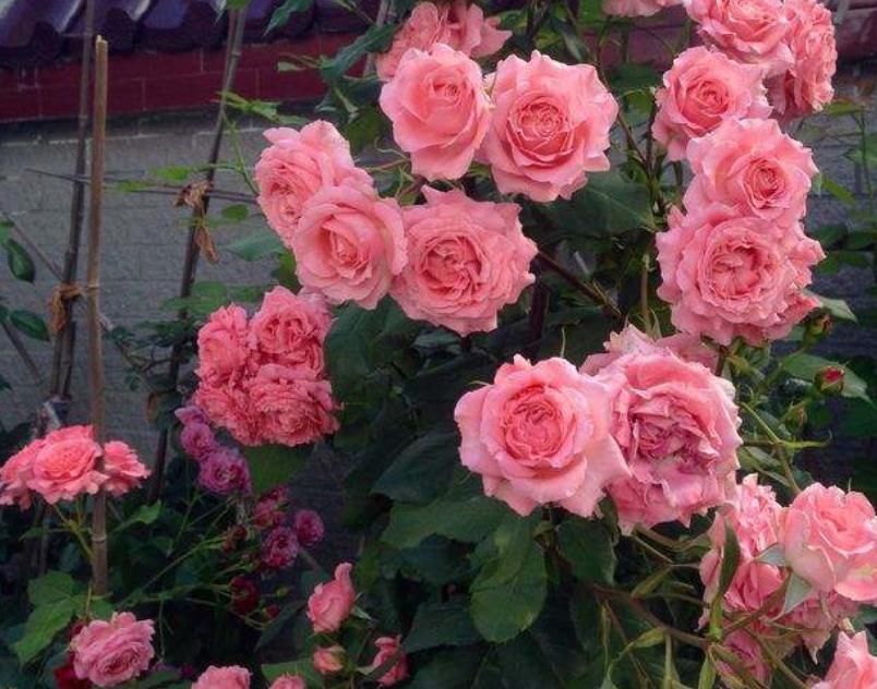  #定要注意#珊瑚果冻的养护方法，做好这“5点”四季开花，花朵各个丰满艳丽