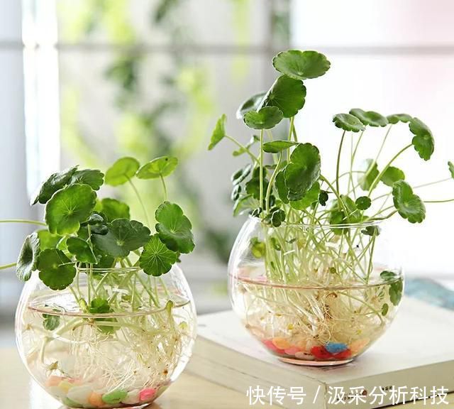 『打造』打破常规,用一个废旧衣架,打造铜钱草独特造型