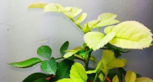  月季■阳台上精心养护的月季总是黄叶开花少？注意光照，施肥和闷根烧苗