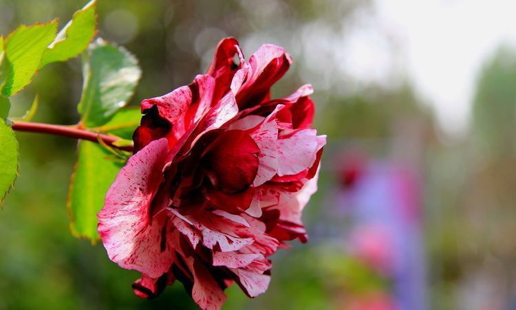 『开爆』这几种爆盆“开花王”,沾土就活,轻松花开爆盆,谁养谁就上瘾!