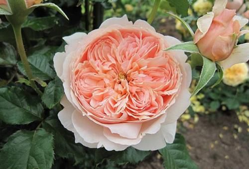  『花开超』最受欢迎的“3种花”，花期超长，花开超漂亮