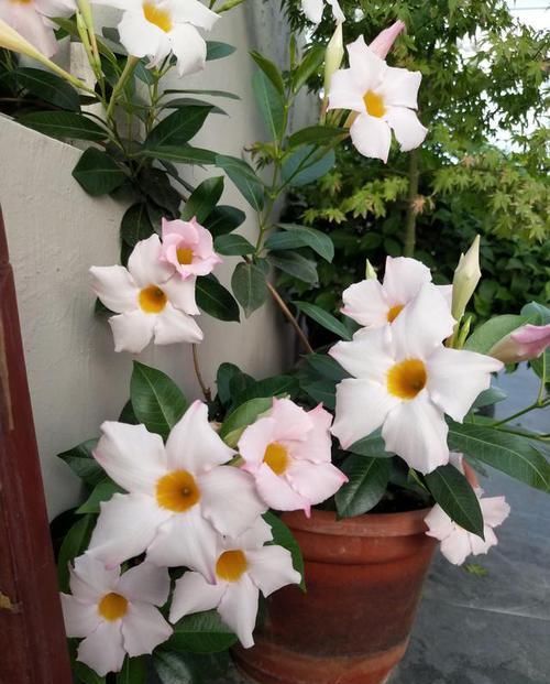  「值得」此款藤本花卉，不输铁线莲，四季都开花，室内也能种，你值得拥有