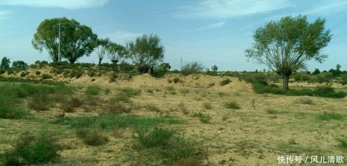 国内的一沙漠将消失，千年沙漠现绿树如茵，堪称世界奇迹惊艳全球