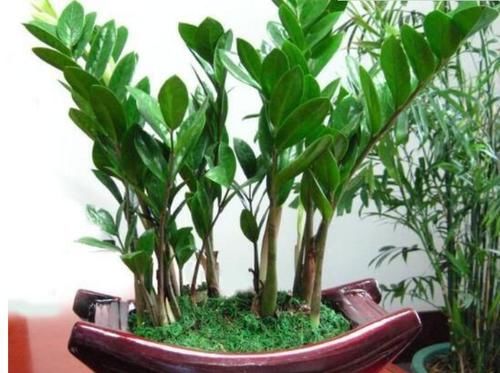  不妨■阳台养花，不妨养这3款植物，杀菌净化空气，堪称室内“净化器”