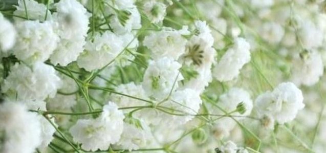  『阳光』这几种花卉适宜夏季种，爆盆快！快速让您阳台浪漫满屋、花香四溢