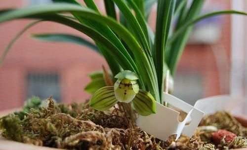  #花型#喜欢玫瑰，不如养盆“北方名菊”芳溪细雨，清新高雅，花型飘逸！