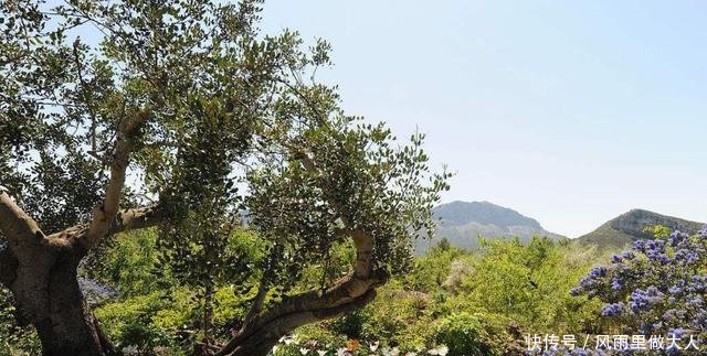 这些树看着不起眼，确实上好的硬木材料，你认识几种