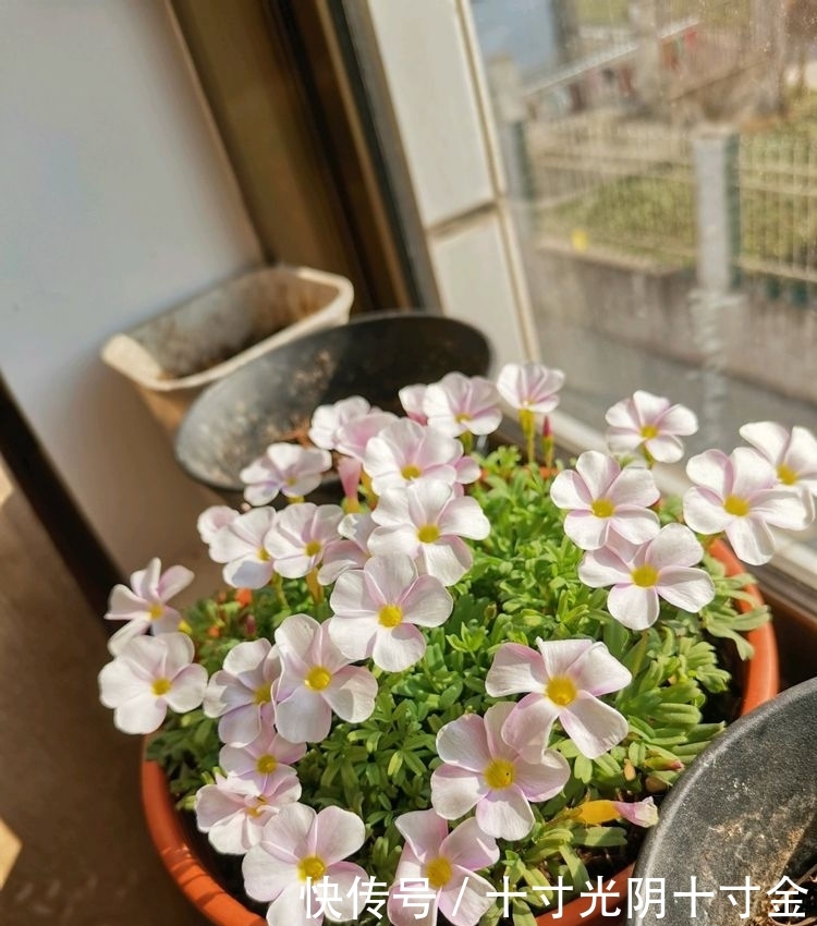  『栽培』这几款花卉，适合春天栽培，开花美长势旺，养在客厅生机勃勃，美