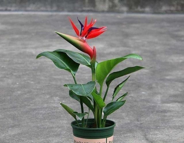  『植物』叶子发黄萎蔫，观赏性降低，该怎么办？