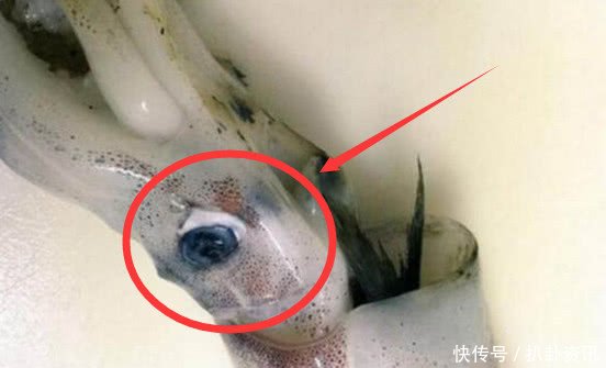  【回家】女子菜市场买大个墨鱼，回家把鱼杀好后，气得连忙拿起电话报警
