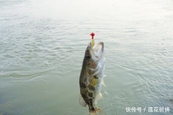  【垂钓】野生鳜鱼，非常美味，有哪些垂钓方法呢
