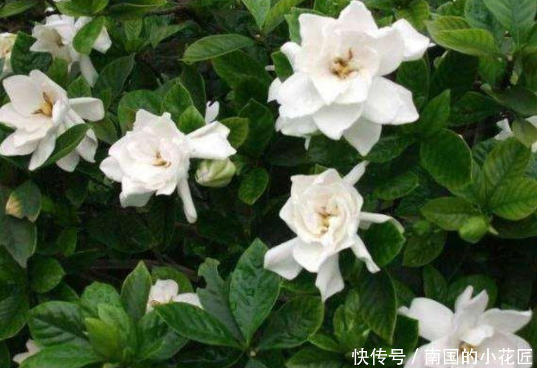  「土壤」家中养栀子花，黄叶、不开花，这2个事项应重视