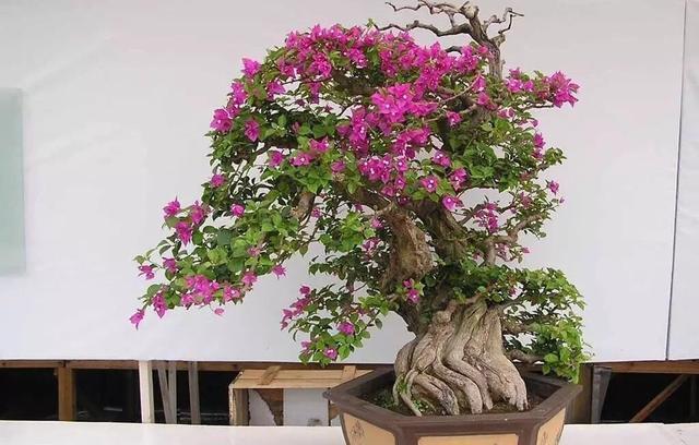 #三角梅#三角梅怎么修剪?记住“1点”,开花更多,枝繁叶茂,蹭蹭开爆盆