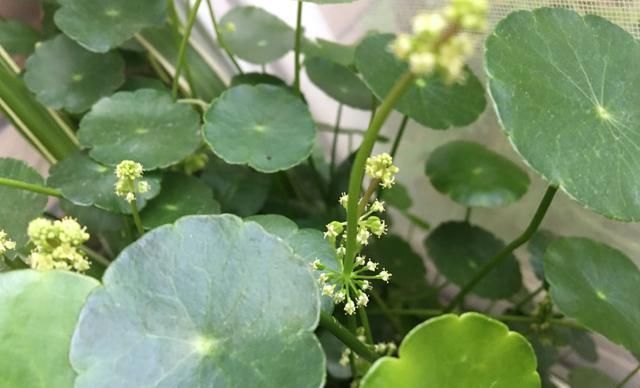  「寓意」寓意好的铜钱草开花后怎么办?就这几点会让“它”叶片油绿爆盆!