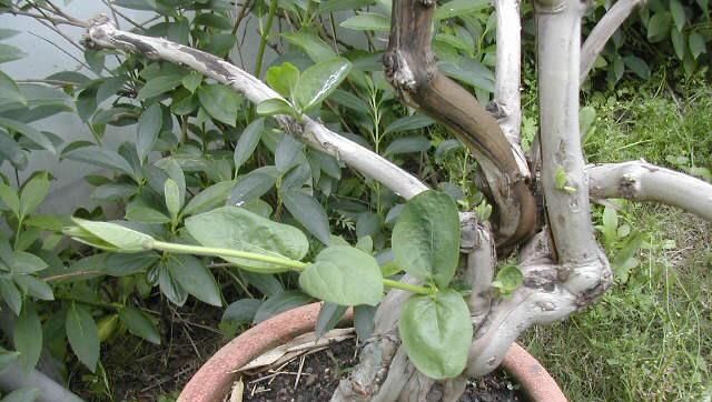  不想■不想买花就养这，随手扦插1个枝，10天发芽，能长成老桩，花芳香