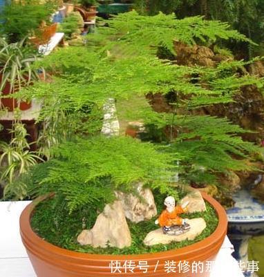 「身心健康」喜欢室内养绿植,就养护有利身心健康,长势茂盛的3种绿植