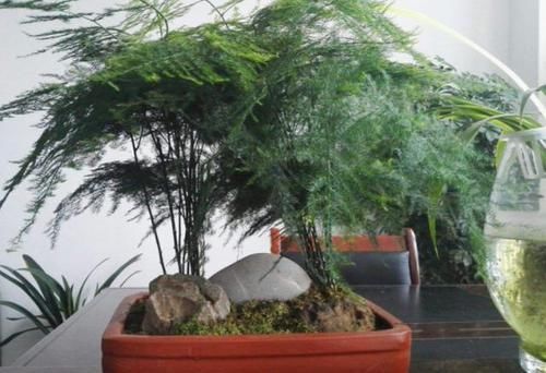 『躲雨』千奇百怪的花卉中,有这么2种植物,不喜欢下雨天,需在室内躲雨