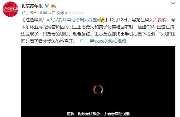 大兴安岭出现火狐狸