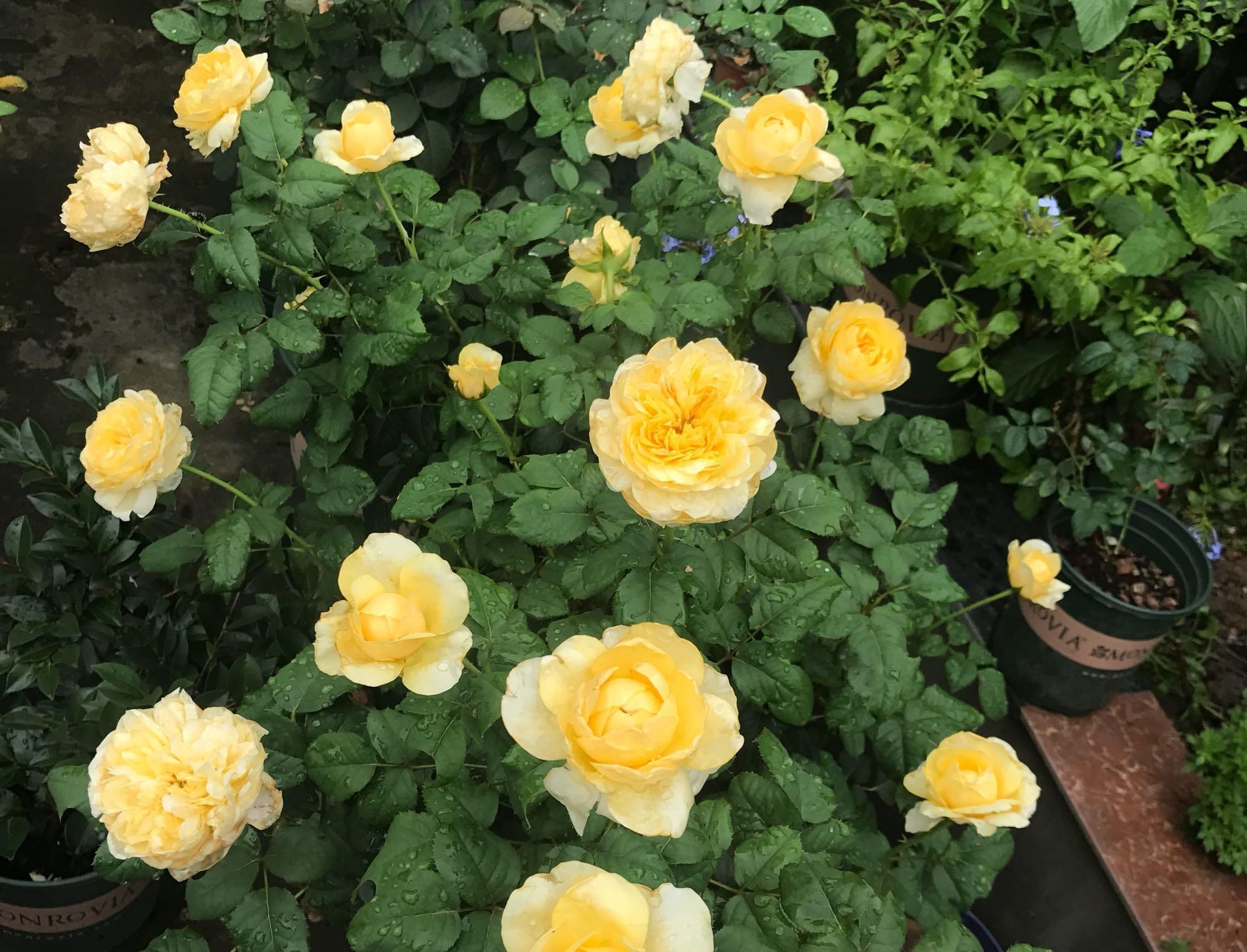 「盆栽」此款木本花卉,周年开花,香气四溢,植株低矮,阳台盆栽也可以!