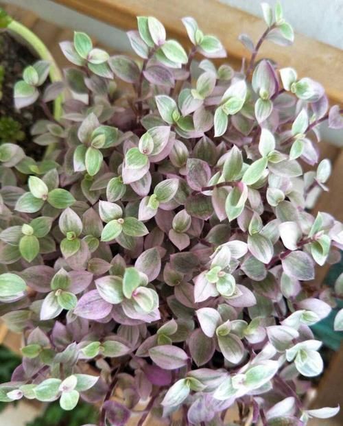  『越养越』比绿萝好看的花，掐个枝3天就生根，越养越上瘾！