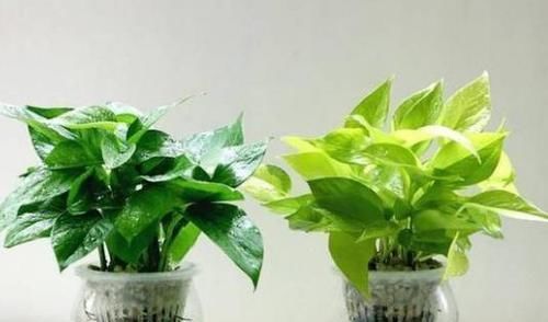 『植物』绿萝、吊兰的“生长季”,浇上“2种水”,30天养爆盆!