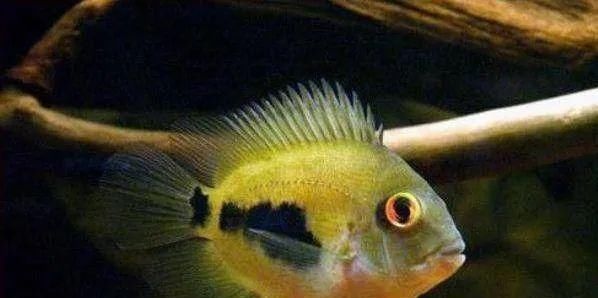  #水族市场上#美洲慈鲷之美，您细品