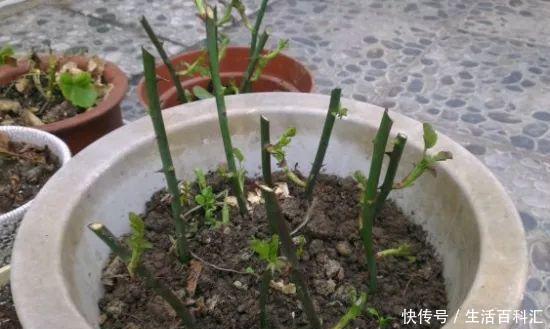  蔷薇扦插|蔷薇的繁殖方法：扦插，最简单快捷的方法
